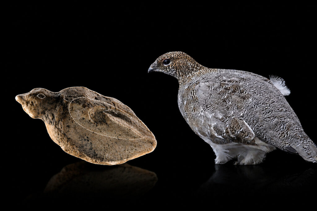 A sculpted bird figurine next to a ptarmigan bird.