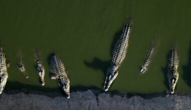 Crocodiles as prison guards: Israeli moat plan dehumanizes Palestinian prisoners