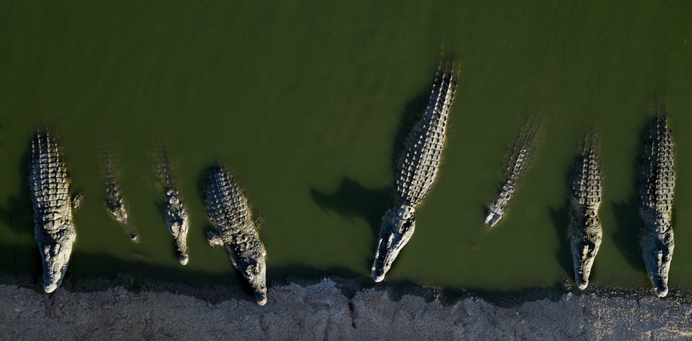 Crocodiles as prison guards: Israeli moat plan dehumanizes Palestinian prisoners
