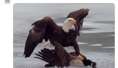 The Full Story Behind the White House’s Eagle v Canada Goose Post