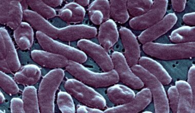 Flesh-eating bacteria kill at least 7 along Gulf Coast. Here's how to protect yourself.