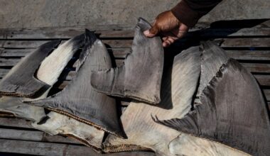 Chinese ship caught with banned shark fins in Pacific Ocean in operation involving U.S. Coast Guard