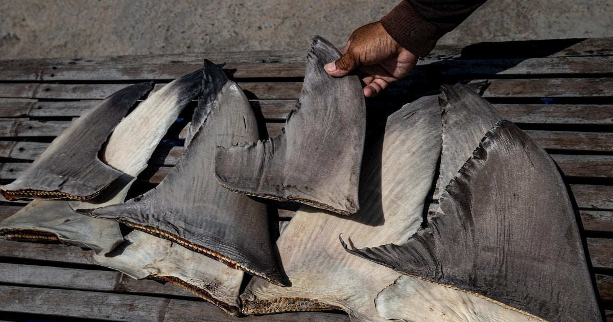 Chinese ship caught with banned shark fins in Pacific Ocean in operation involving U.S. Coast Guard