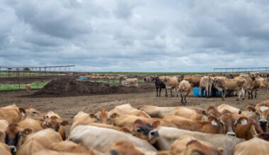 Cattle ranchers express concern about U.S. plan to boost foreign beef imports