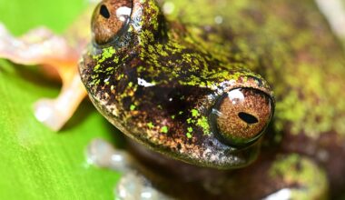 Costa Rica's recently discovered "coffee frogs" sing in plantations, but pesticides threaten them