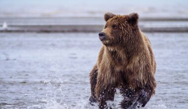 Woman fights off bear with spray after being attacked and injured on popular trail in Alaska