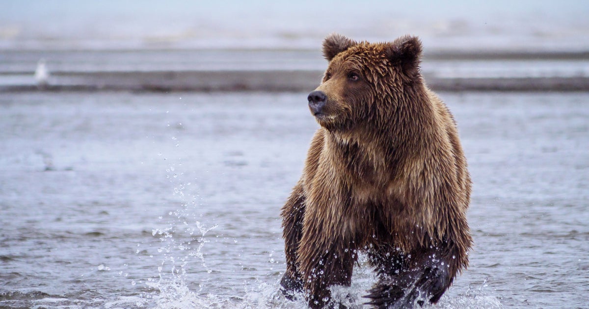 Woman fights off bear with spray after being attacked and injured on popular trail in Alaska