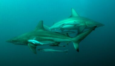 The influencers getting bitten while chasing the perfect shark shot