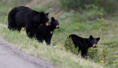 Bear family rescued from large water tank in La Verne during heat wave