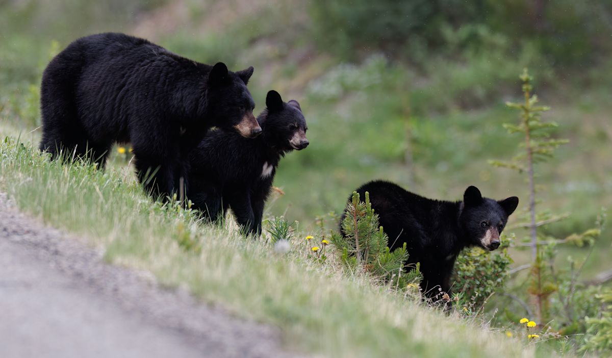 Bear family rescued from large water tank in La Verne during heat wave