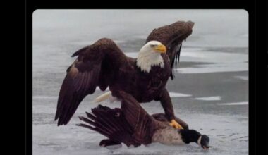 What White House's eagle vs. goose post doesn't show — the Canada goose won that fight