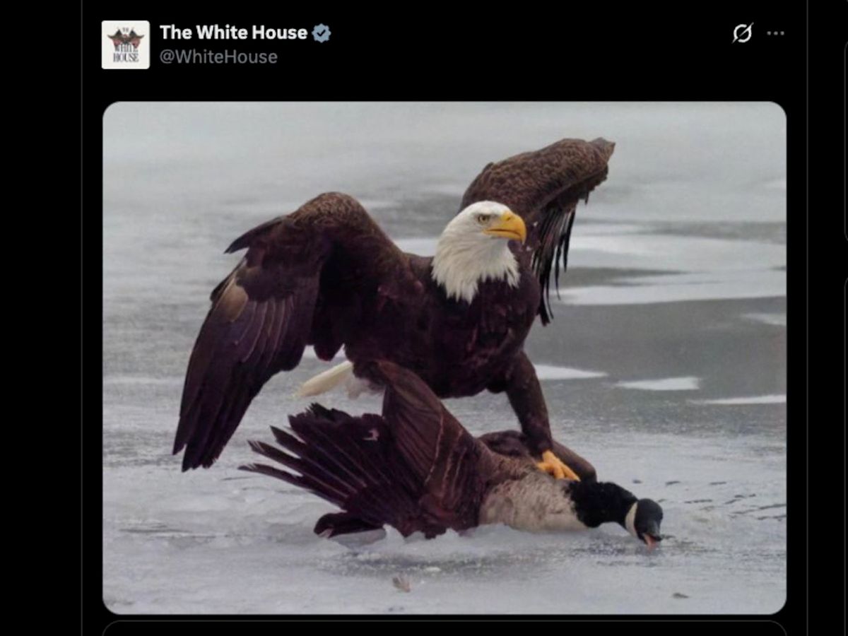 What White House's eagle vs. goose post doesn't show — the Canada goose won that fight