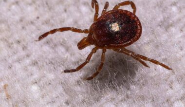 The explosion of ticks and Alpha-gal syndrome