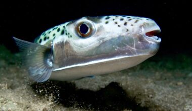 Silver-cheeked toadfish invades Mediterranean with toxic bone-crushing bite