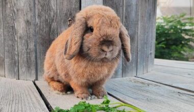 Israel’s abandoned rabbit crisis leaves rescuers struggling to keep up