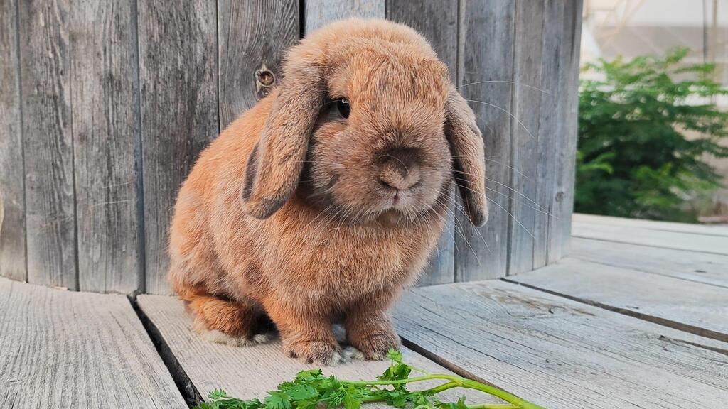 A rabbit rescued by Beit Nathanel volunteers from a school in Beit Shemesh, where it was kept in poor conditions (Photo: Beit Nathanel) ארנבון שאותר על ידי פעילי עמותת בית נתנאל וחולץ משטח בית ספר בבית שמש, שם הוחזק בתת תנאים