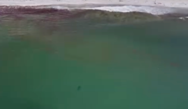 Group of young great white sharks confirmed near beaches in Maine