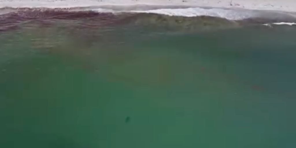 Group of young great white sharks confirmed near beaches in Maine