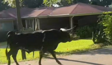 Video shows Alabama deputies wrangling a 1,500-pound runaway bull: "Oversized escape artist"