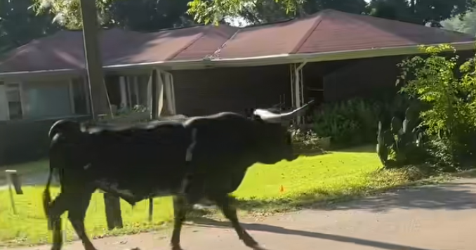 Video shows Alabama deputies wrangling a 1,500-pound runaway bull: "Oversized escape artist"