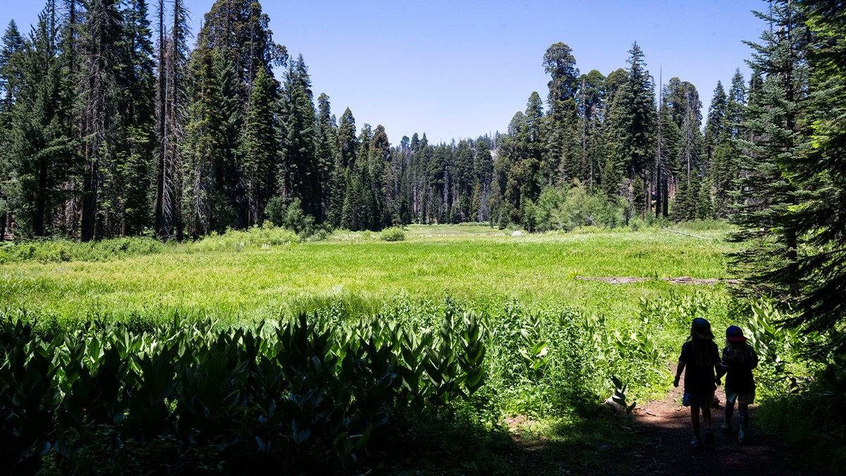 visitors walk into meadow in national park