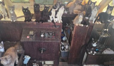 60 cats rescued from abandoned sailboat anchored off beach in Washington state