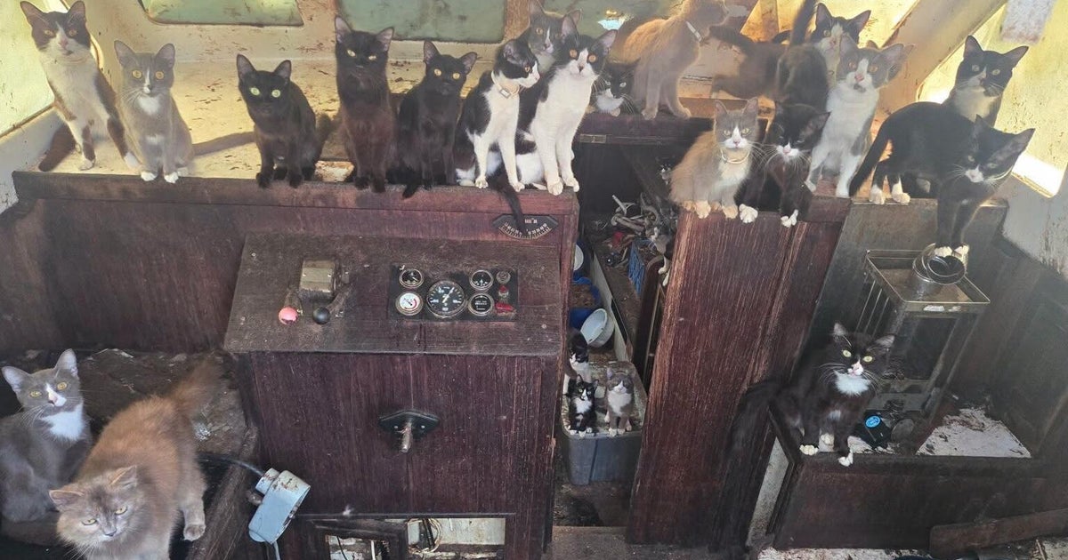 tacoma-cats.jpg