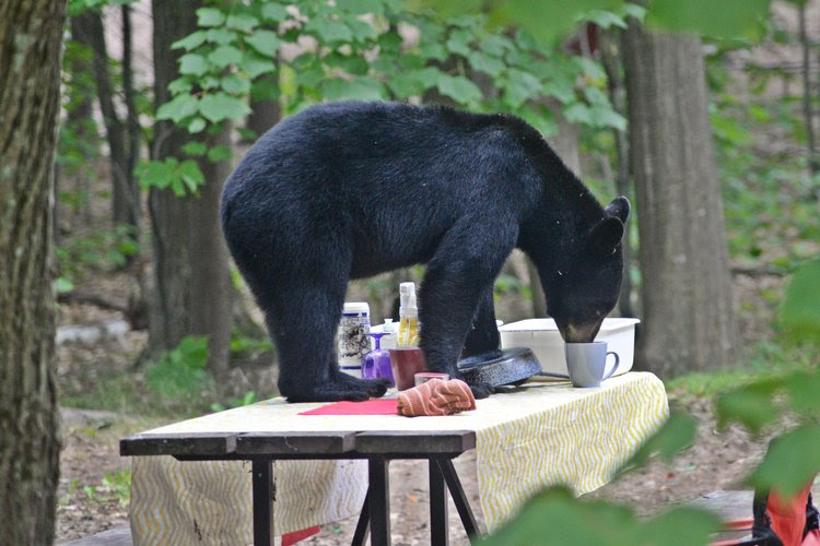 Bear attacks, bites South Platte angler, is euthanized