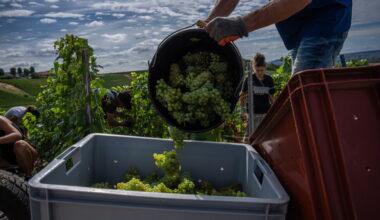 Champagne producers rush to harvest grapes as record heat and drought hit France