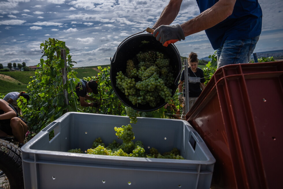 Champagne producers rush to harvest grapes as record heat and drought hit France