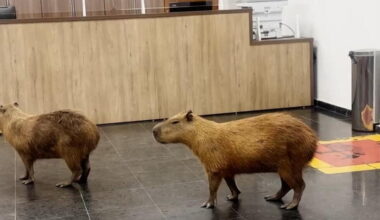 Brazilian capybaras enter chambers of local legislature
