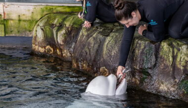 Beluga whale dies at Chicago aquarium after rescue from Canada park