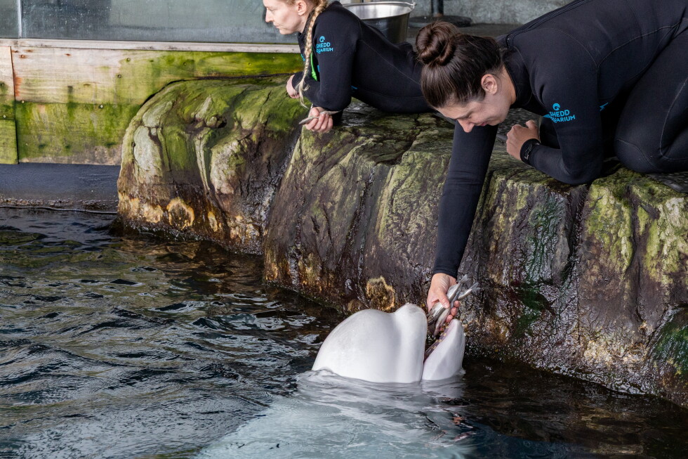 Beluga whale dies at Chicago aquarium after rescue from Canada park