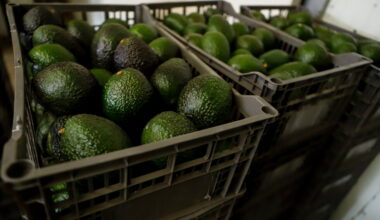US suspends avocado inspections in Mexican state due to unspecified threat