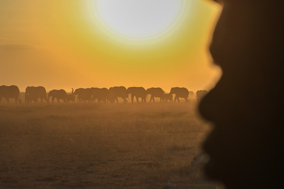Farmers in Kenya dispute suspected cyanide poisoning of 16 elephants
