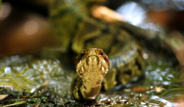 Arkansas high school football player practices with a venomous snake in his helmet