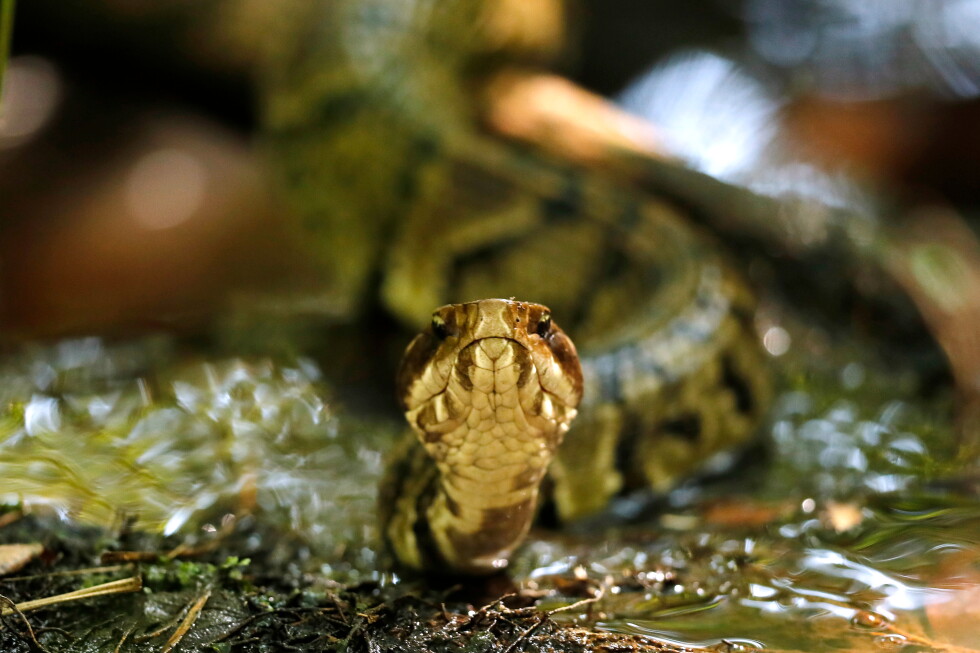 Arkansas high school football player practices with a venomous snake in his helmet