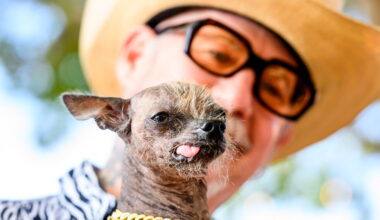 Photos show the World’s Ugliest Dog Contest in California