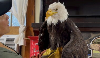 Jackie the bald eagle, an internet sensation, dies after illness