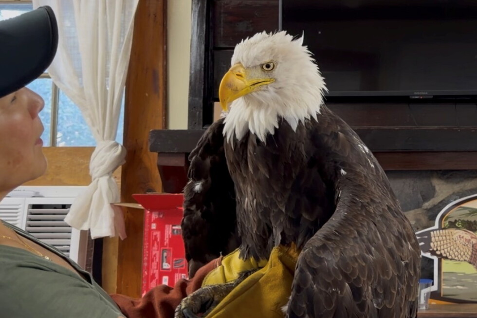 Jackie the bald eagle, an internet sensation, dies after illness