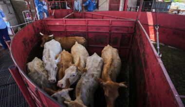 Reopening US border to Mexican cattle not expected to drop beef prices