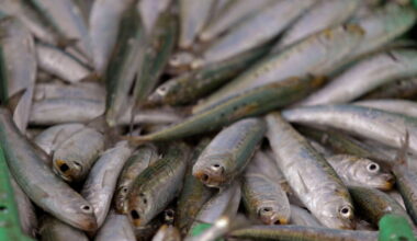 Dead sardines with herpes virus wash ashore in South Africa