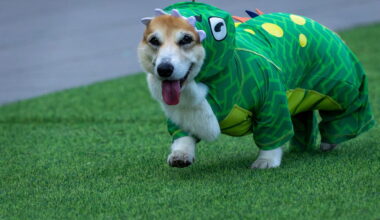 Growing corgi race features 150 dogs competing for honors