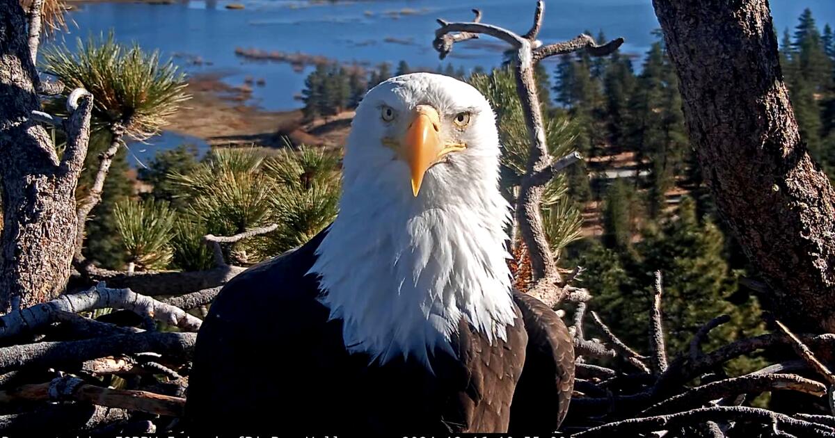 Celebrity bald eagle Jackie's anemia worsens: 'Wish we had better news'