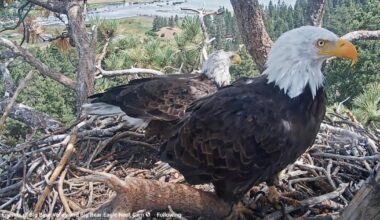 Shadow has a new eagle in Big Bear. Could a match be in the making?
