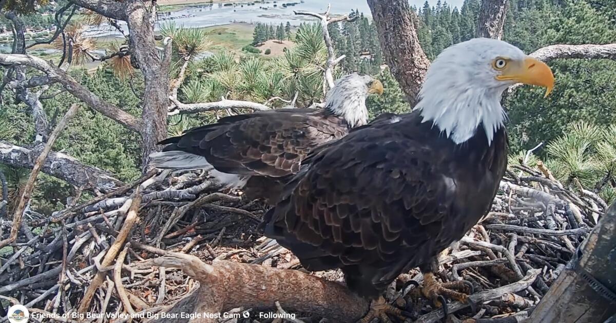 Shadow has a new eagle in Big Bear. Could a match be in the making?