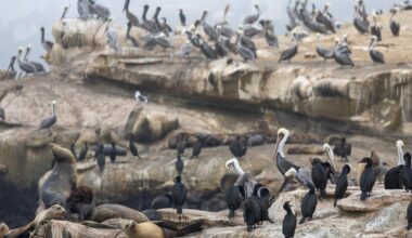 'Unacceptable': La Jolla man who admitted kicking a sea lion faces $100,000 fine