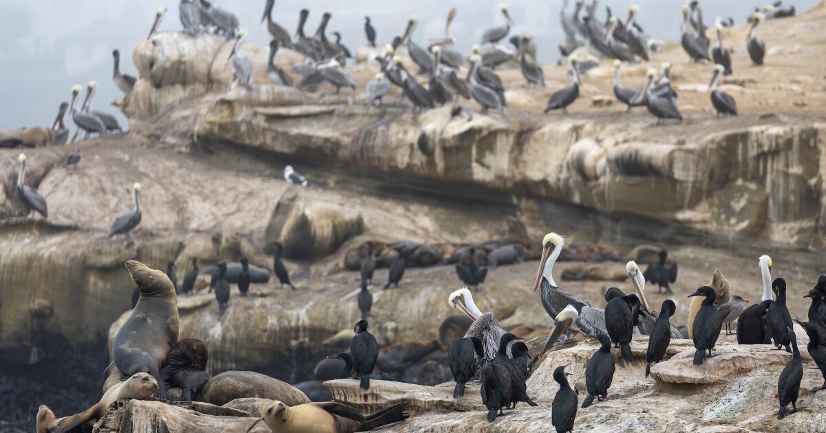 'Unacceptable': La Jolla man who admitted kicking a sea lion faces $100,000 fine
