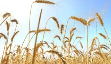 Israeli researchers find evidence of grain cultivation 15,000 years ago - Israel & Jewish News