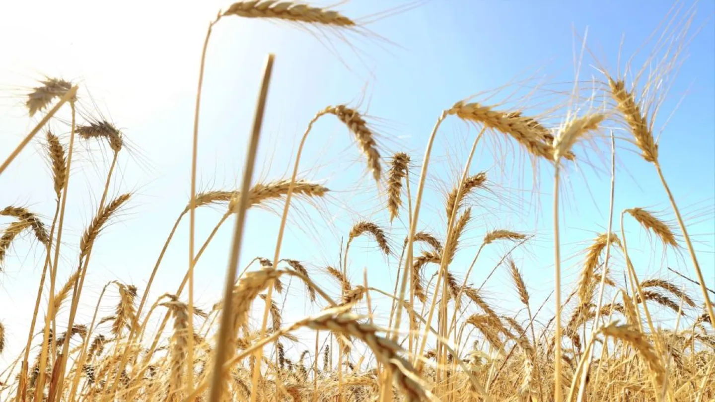 Israeli researchers find evidence of grain cultivation 15,000 years ago - Israel & Jewish News